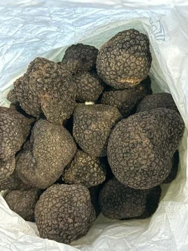 Tartufo nero fresco